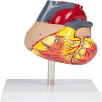 4.3 dvodijelni model ljudskog srca Životna veličina po zaštitnim znakovima inovacije