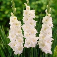 Garden State žarulja Gladiolus bijele cvjetne žarulje