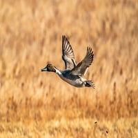 - Novi Meksiko - nacionalno utočište za divlje životinje Bosce del Apache-ispis plakata patke Drake u letu-Galerija Janes