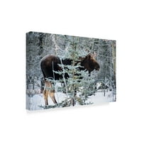 Zaštitni znak likovna umjetnost 'Moose Profil' Canvas Art by Brenda Petrella Photography LLC