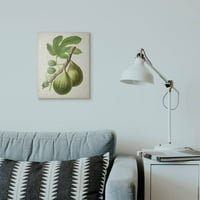 Stupell Industries Vintage Fruit Fig Slikanje super platna zidna umjetnost by Vision Studio