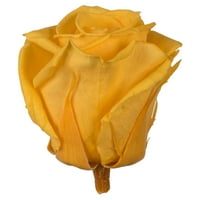 Glava ruže Vickerman 2,5-3 tamno ružičasta standardna, komadna, konzervirana