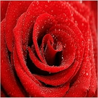 Foto plakat crvene ruže, prekrasni kolekcionari botaničke umjetnosti poljubljeni rosom, 20.930