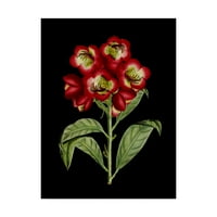Zaštitni znak likovne umjetnosti 'Crimson Flowers on Black III' platno umjetnost nepoznatog