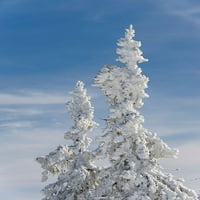 Drveće prekriveno snijegom na vrhu planine Lusen, Središnja Njemačka-Bavarska, autor Martin Tzvik