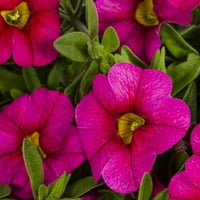 Stručnjak vrtlar 1. Gallon Pink Calibrachoa Godišnja živa biljka 1 brojevi s visećim košarom