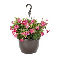 Otočni cvjetovi 1,5 g višebojne biljke Mandevilla žive biljke s visećim košarom