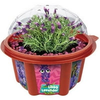 Dunecraft Libby Lavander Mini Dome Garden