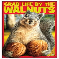 Avanti vjeverica-zgrabite život zidnim plakatom od oraha, 22.375 34