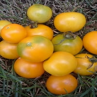 Žute Rajčice Organsko Sjeme