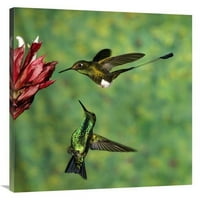 V. reket u čizmama - repni Kolibri i zapadni smaragdni Kolibri, Ekvador, umjetnička gravura-tom Vezo