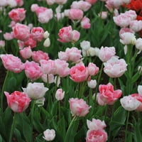 Lukovice tulipana van Sieverden Angelica u mirovanju, na punom suncu, ružičaste, jednogodišnje, 0 kilograma