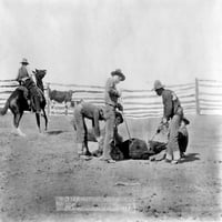 Kauboji, 1888. Žigosanje teleta na ranču u Južnoj Dakoti. Fotografirao J.C. H. Grabillom 1888. Ispis plakata od