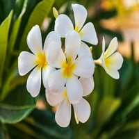 Bliski Istok - Arapski poluotok-Oman-Muscat-Kurijat-plakat cvjetajuće plumerije u vrtu-Emilie M. Vilson