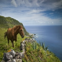 Portugal, Azori, otok Santa Maria, Maja. Plakat konj na obalnom pašnjaku Volt Bibikova