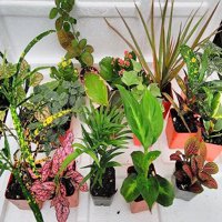 Set biljaka za terarij i vilinski vrt-razne paprati i biljke u točkicama, lonci