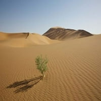 Kina, provincija Gansu. Usamljena biljka baca sjenu na pustinju Badain Jaran. Ispis plakata iz