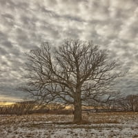 Stablo u seoskom polju nakon snježne oluje; tisak plakata provincije Ontario, Kanada