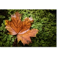 Zaštitni znak Fine Art Maple Moss platno Art by Jason Shaffer