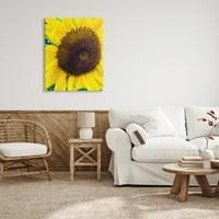 Stupell Industries izbliza žuti suncokretovi cvjetovi botanička priroda Galerija za fotografiranje zamotana platna zidna umjetnost,