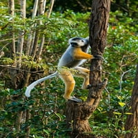 Madagaskar-Andasibe-loža vakona - Otok lemura Sifaka u dijademi penje se na drvo Inger Hogstrom