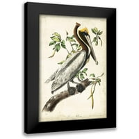 Audubon, John James Black uokvirena suvremena muzejska umjetnička gravura pod nazivom smeđi Pelikan